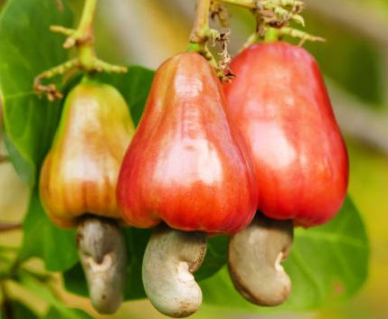 Cashew nut fruits growing on tree